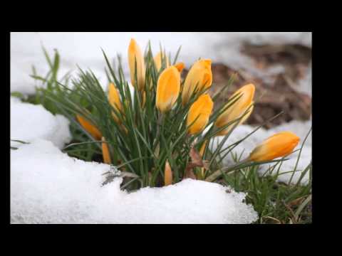 Видео стих - А. К. Толстой Вот уж снег последний тает. .